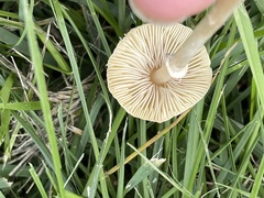 Leucoagaricus coerulescens