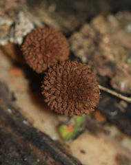 Phaeomarasmius