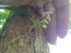 Phymatidium delicatulum