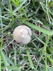 Leucoagaricus coerulescens