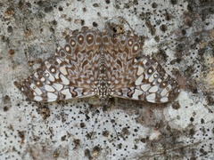 Hamadryas feronia