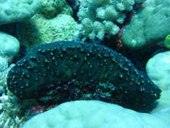 Polyandrocarpa polypora