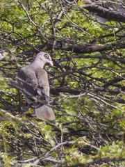 Patagioenas corensis