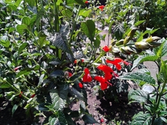 Salvia pauciserrata