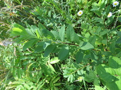 Spiraea alba latifolia