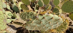 Opuntia engelmannii engelmannii