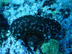 Polyandrocarpa polypora