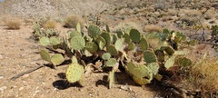 Opuntia engelmannii engelmannii