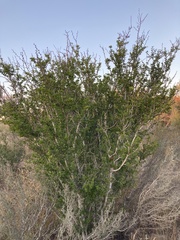 Vachellia rigidula