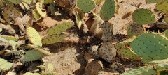 Opuntia engelmannii engelmannii