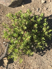 Arctostaphylos parryana