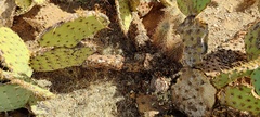 Opuntia engelmannii engelmannii