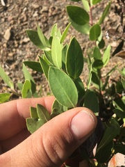 Arctostaphylos parryana