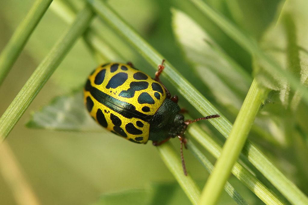 Calligrapha polyspila