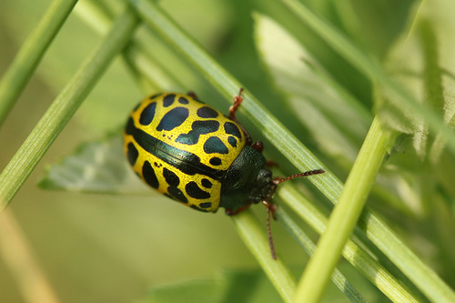Calligrapha polyspila