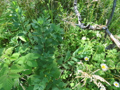 Spiraea alba latifolia