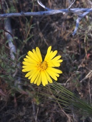 Madia elegans wheeleri