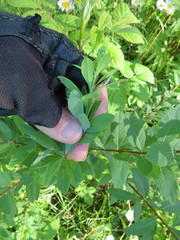 Spiraea alba latifolia