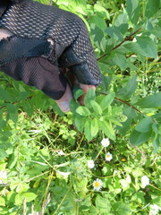 Spiraea alba latifolia