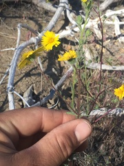 Madia elegans wheeleri