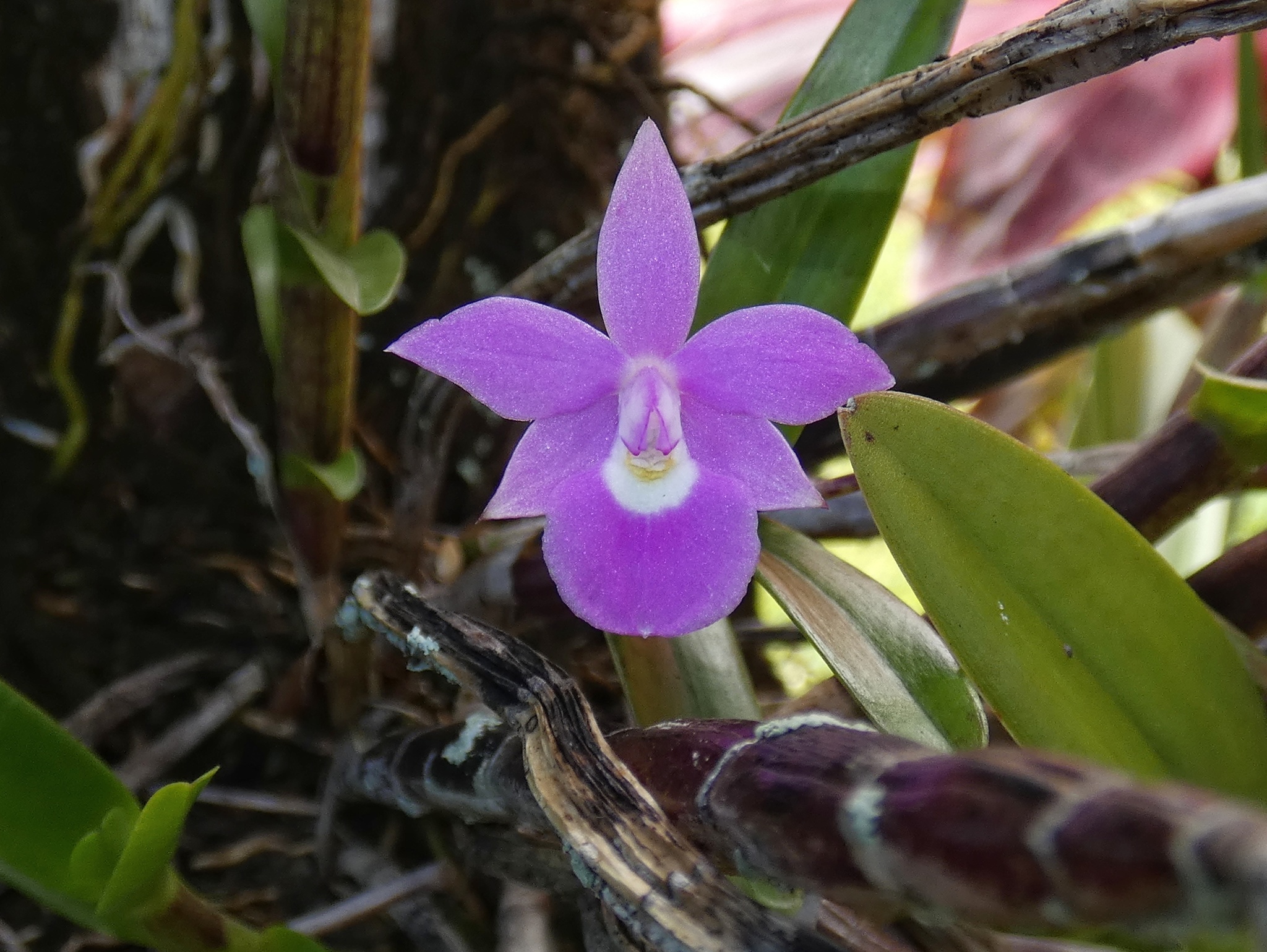 Dimerandra elegans