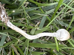 Leucoagaricus coerulescens