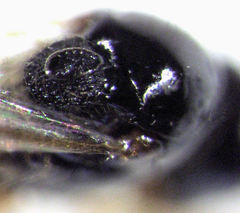 Trybliographa