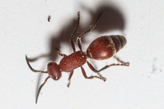 Timulla ornatipennis