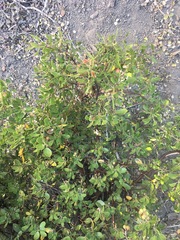 Arctostaphylos parryana