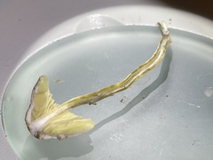 Leucoagaricus coerulescens