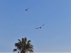 Myiopsitta monachus