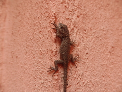 Sceloporus grammicus