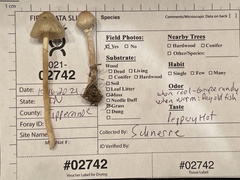 Leucoagaricus coerulescens