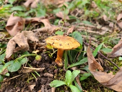 Cortinarius caryae