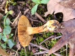 Cortinarius caryae