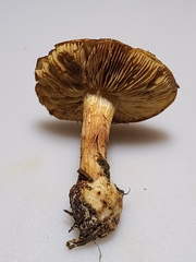 Cortinarius caryae