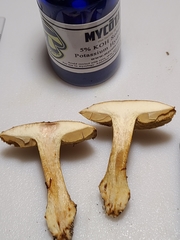 Cortinarius caryae