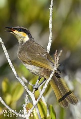Gavicalis fasciogularis
