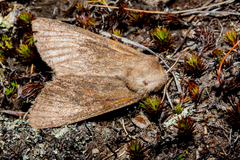 Ichneutica nullifera