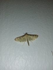 Lygropia tripunctata
