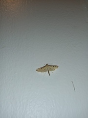Lygropia tripunctata