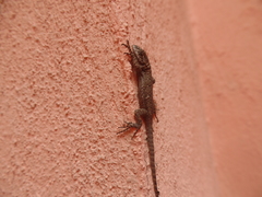 Sceloporus grammicus