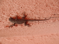 Sceloporus grammicus
