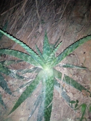 Aloe