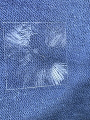 Leucoagaricus coerulescens