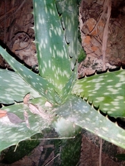 Aloe