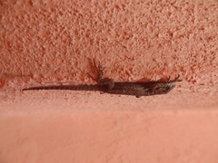 Sceloporus grammicus