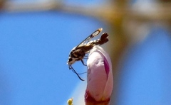Sesiidae