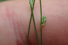 Isolepis carinata