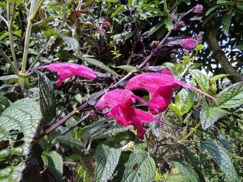 Image of Salvia quitensis by (c) sandy-espinozaf, some rights reserved (CC BY)